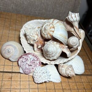 Assorted Seashell Mix w 2 Fighting Conch, Channel, Lightning Whelk Clams Scallop